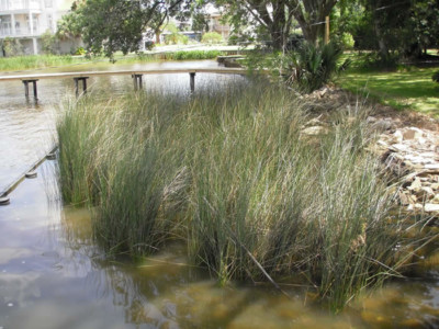 Homeowner Scale Living Shorelines